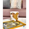 Bougie 260G ILUM Sahara